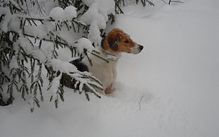 adult white, tan, and black Smooth Fox Terrier on snow field close-up photo during daytime